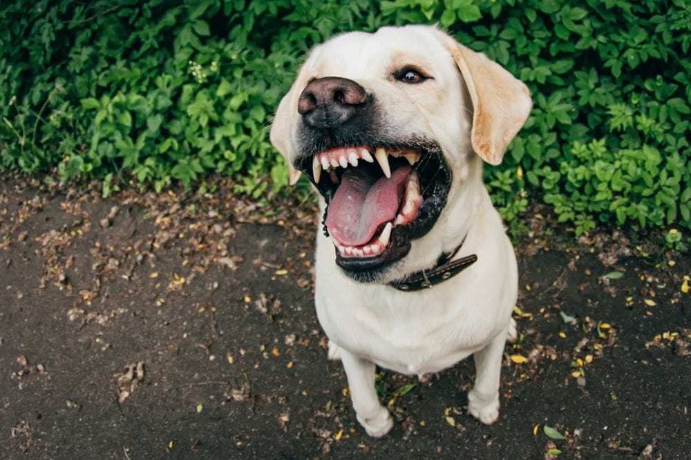 Do Labradors Protect Their Owner? » Petsoid
