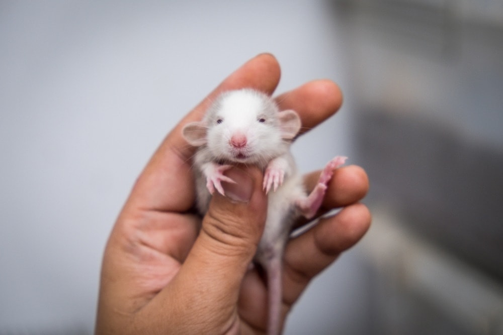 Dumbo Rat — Care Guide & Info » Petsoid