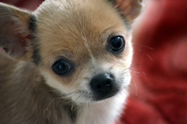 10 Best Pet Insurance Companies in 2022 Petsoid