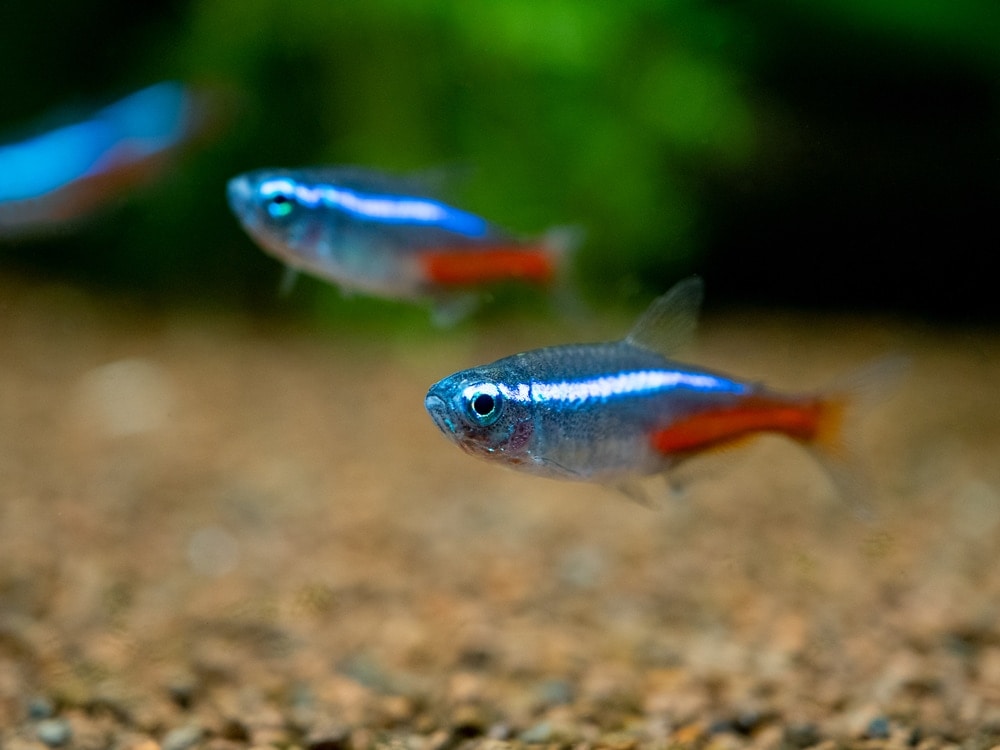 Why Are My Neon Tetras Fighting? » Petsoid