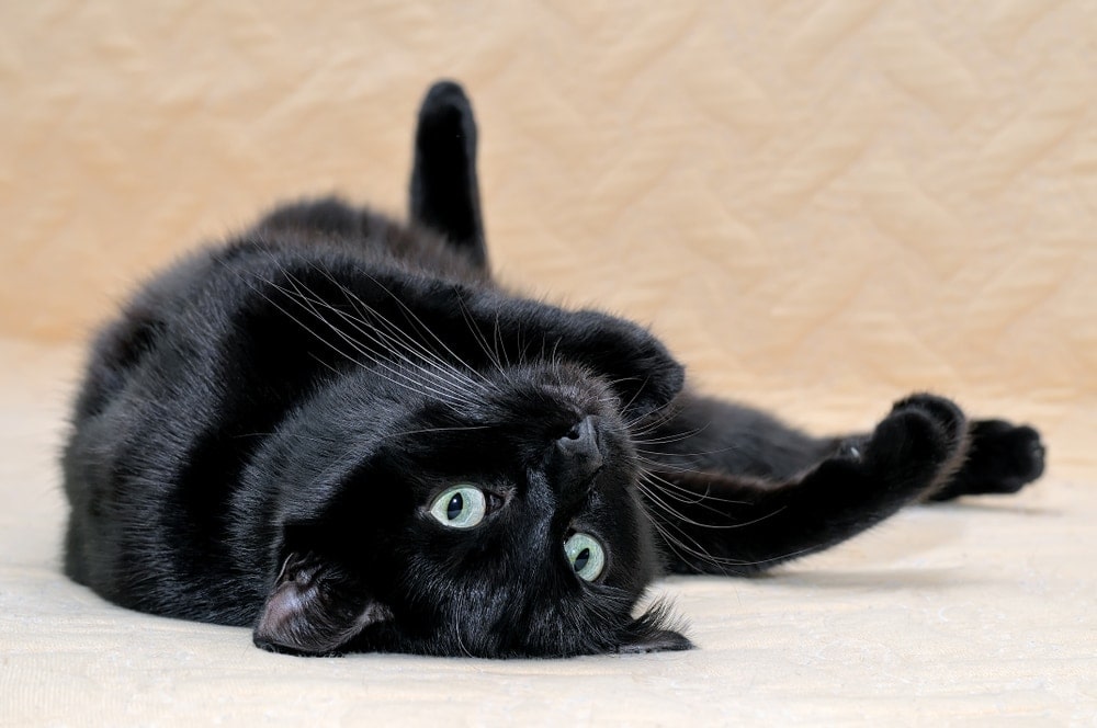 Bombay Cat