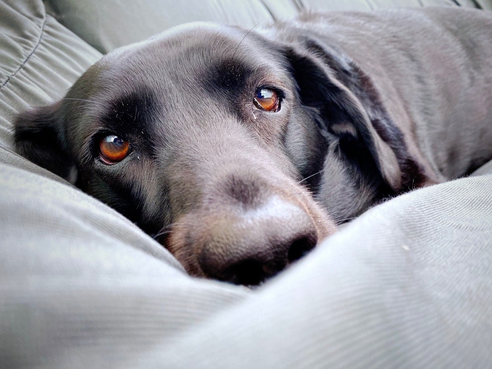At What Age Do Labradors Calm Down? » Petsoid