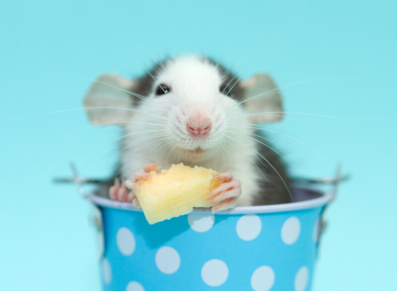 Can Rats Eat Cheese? » Petsoid