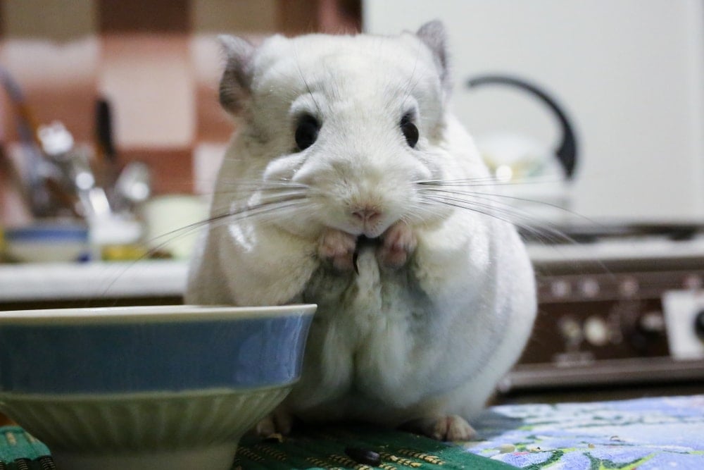 The Ideal Temperature for Chinchillas » Petsoid