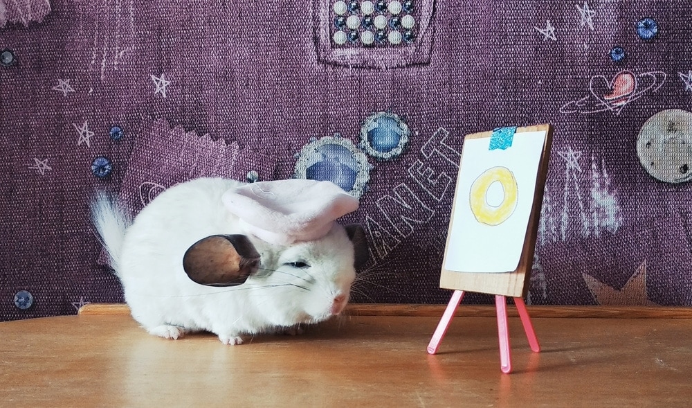 Why Are Chinchillas So Expensive? » Petsoid