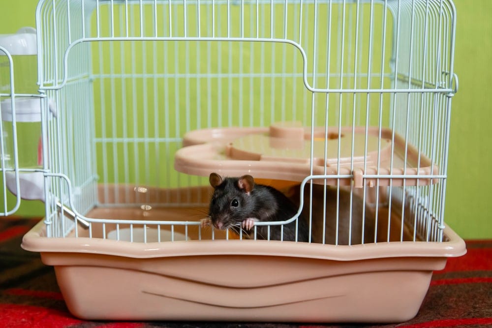 How to Keep Your Pet Rat Cage From Smelling » Petsoid