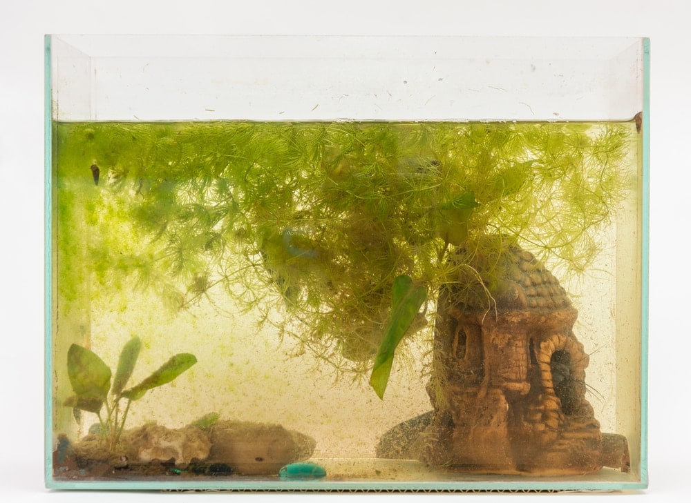 How Often Should I Change My Aquarium Filter? » Petsoid