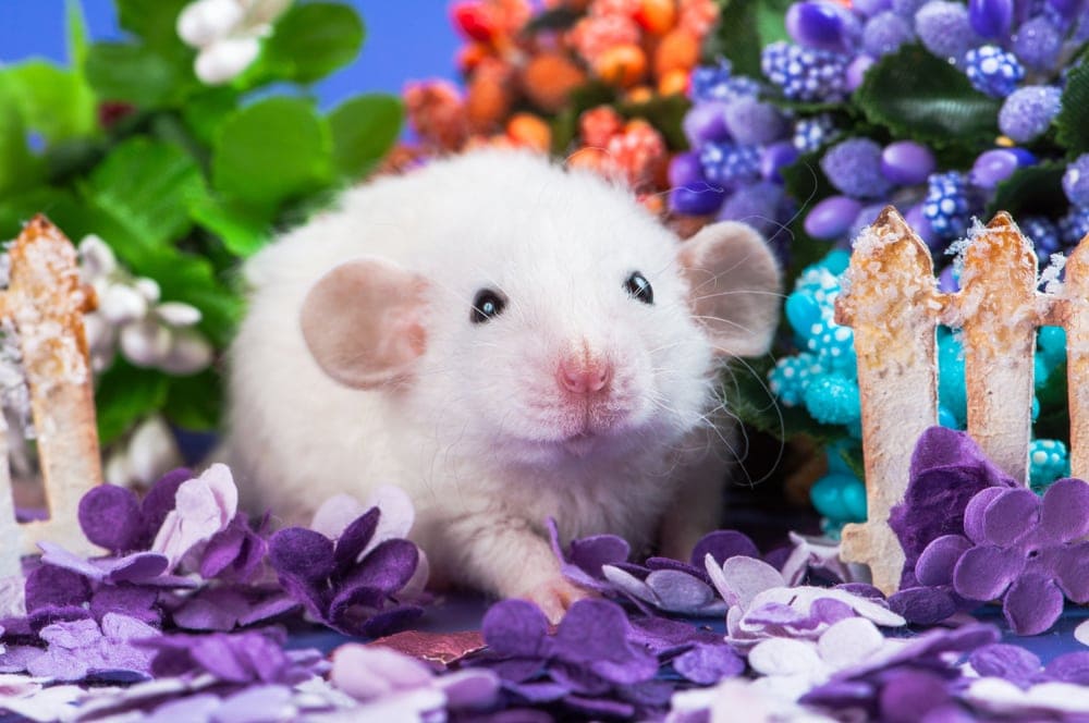 Dumbo Rat — Care Guide & Info » Petsoid