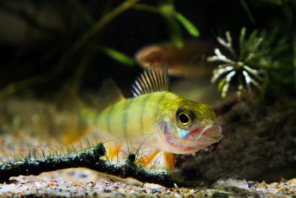 Do Fish Drink Water & Do They Get Thirsty » Petsoid