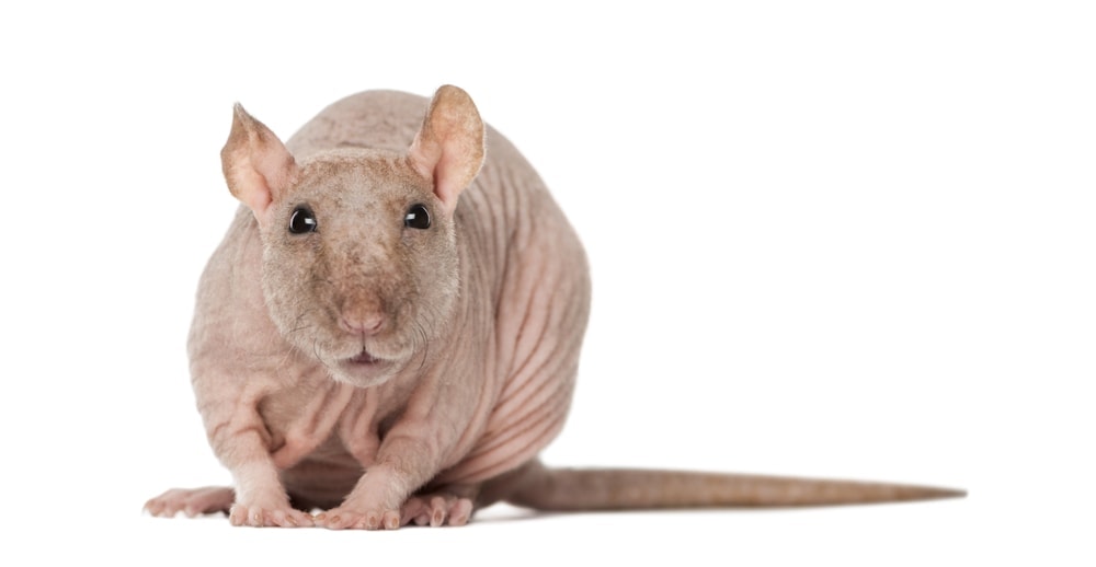 Hairless Rats as Pets — What You Need to Know » Petsoid