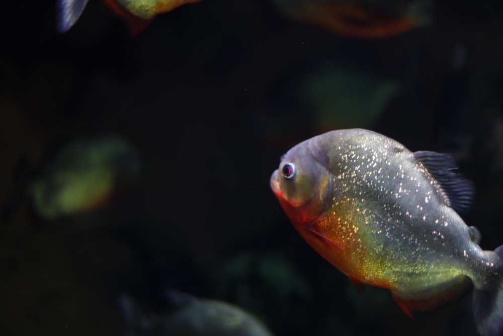 Do Fish Get Lonely? » Petsoid