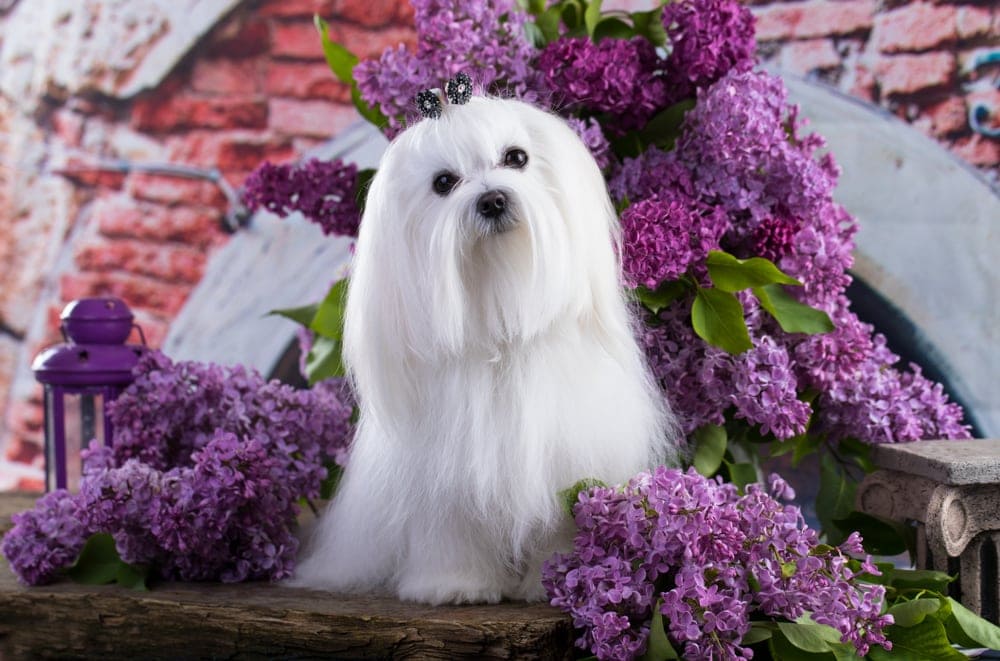 Are Malteses Hypoallergenic? Do They Shed a Lot? » Petsoid