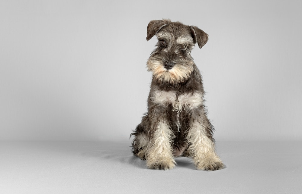 Are Miniature Schnauzers Hypoallergenic? Do They Shed a Lot? » Petsoid