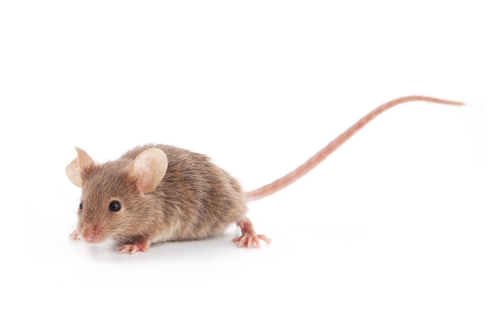 How to Introduce New Pet Mice? » Petsoid