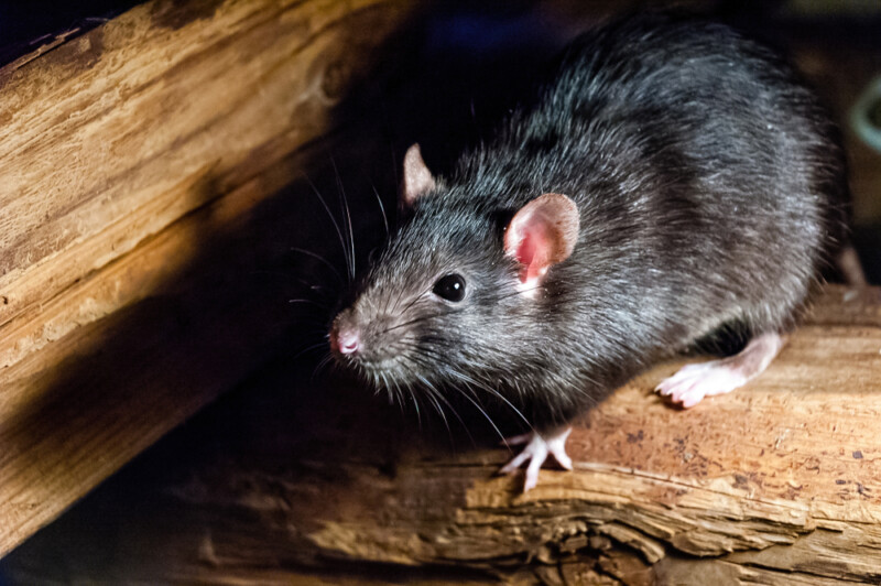 What Is The Average Lifespan of Pet Rats? » Petsoid