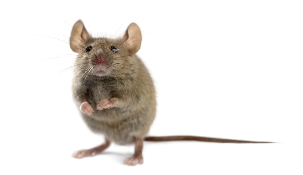 Do Mice Make Good Pets? » Petsoid