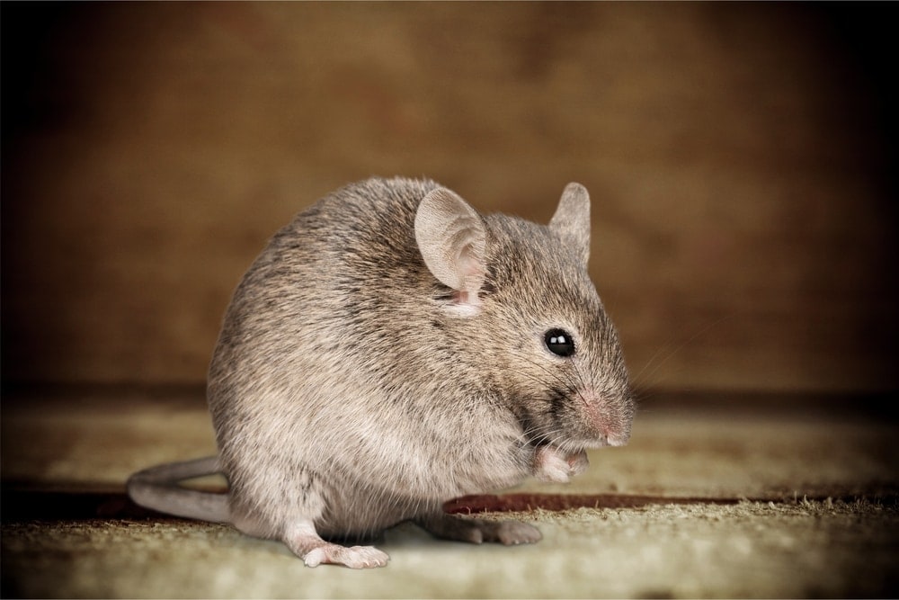 How to Litter train your Pet Mouse » Petsoid