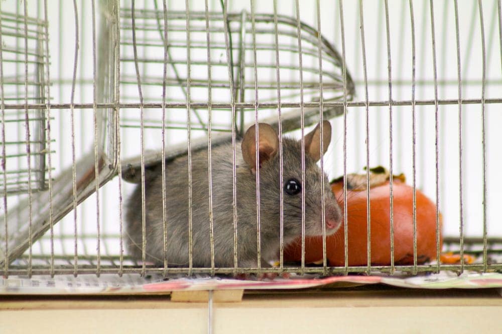 How to Introduce New Pet Mice? » Petsoid
