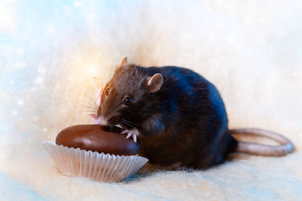 Can Pet Rats Eat Chocolate? » Petsoid