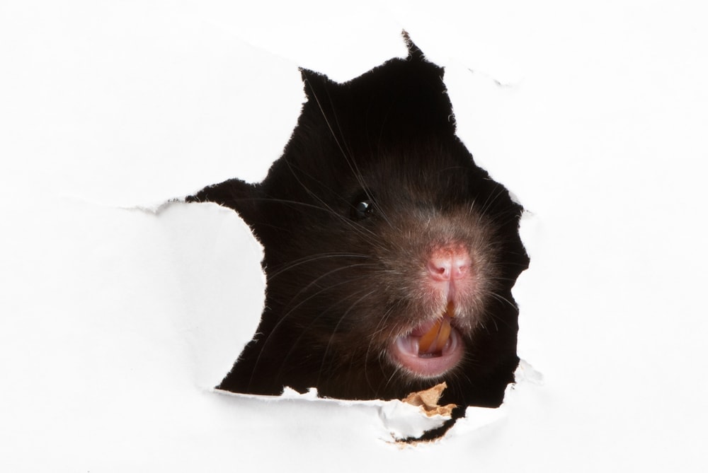 Do Pet Rats Bite? » Petsoid