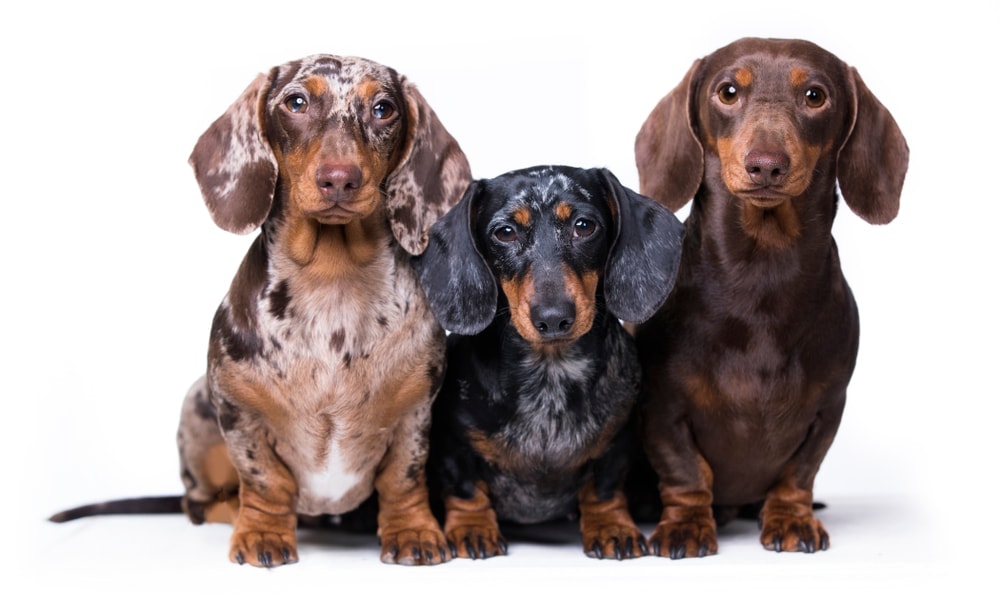 Are Dachshunds Hypoallergenic? Do They Shed a Lot? » Petsoid