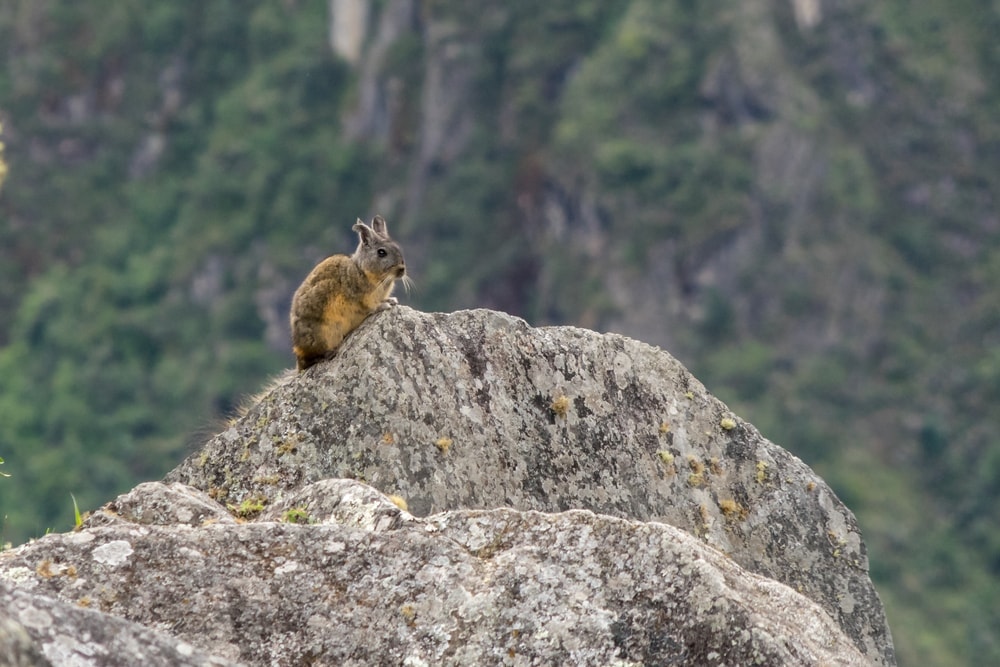 Where Do Chinchillas Come From? » Petsoid