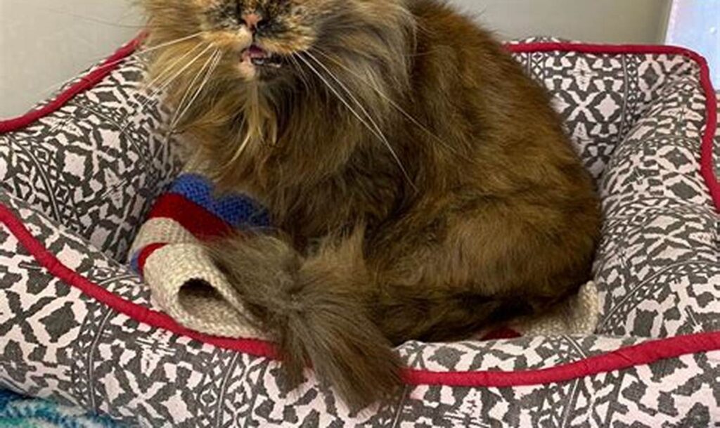 Find Your Perfect Companion Adopt a Majestic LongHaired Cat Today!