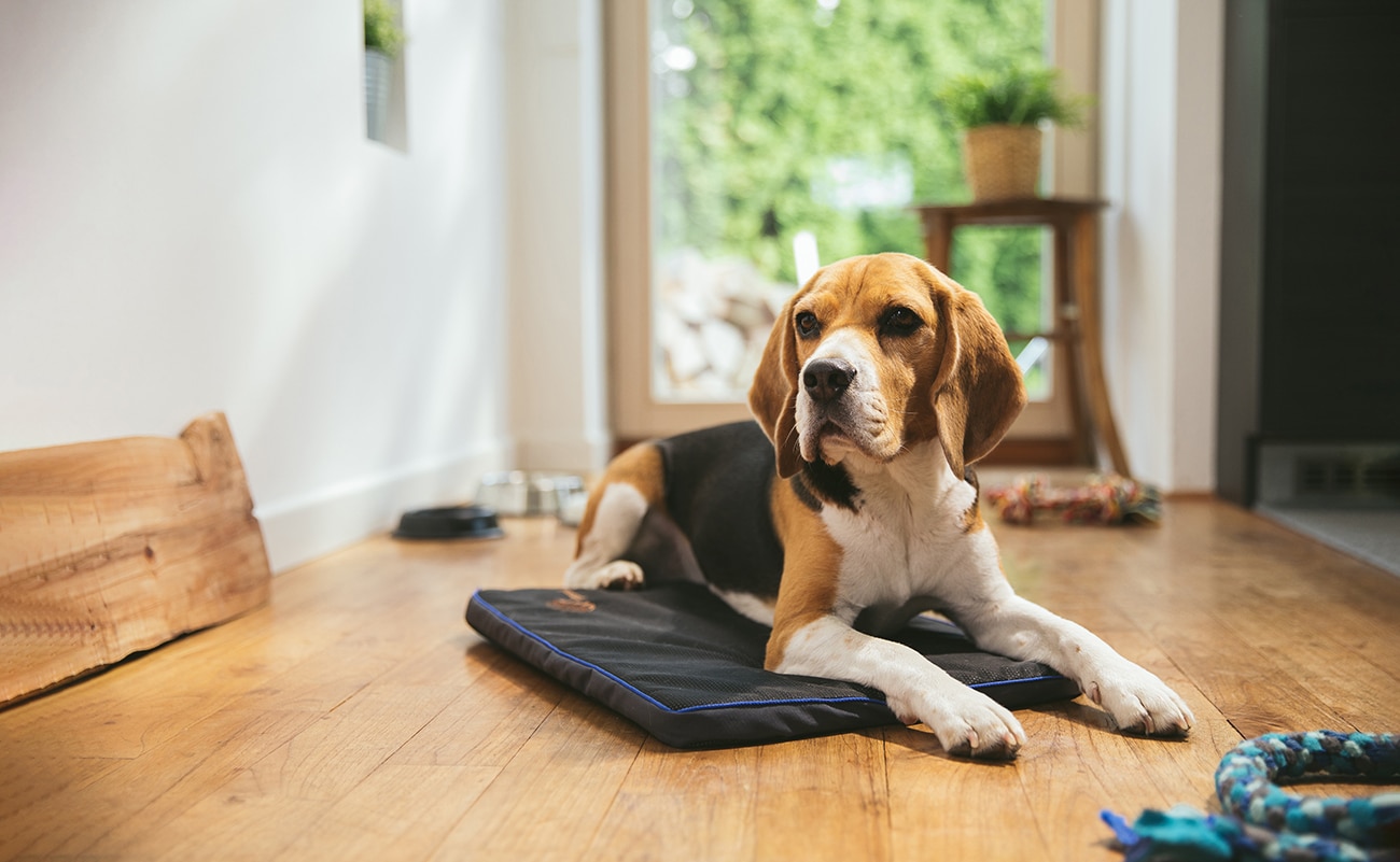 PEMF Therapy Devices for Dogs A Comprehensive Guide Petspemf