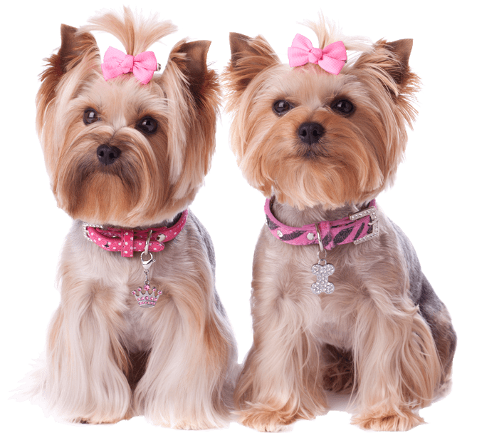 Pet Grooming Salon in Pompano Beach, Florida Dog Grooming Services