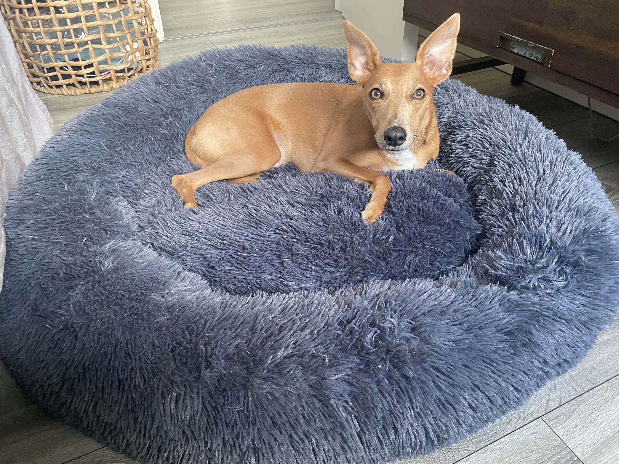 Beddies Calming Dog Bed Charcoal Pets Plus