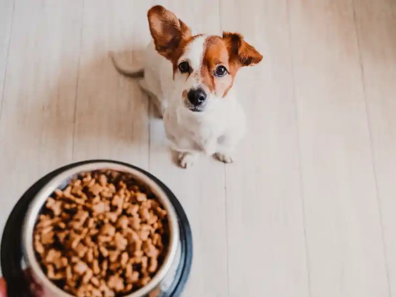Benefits of Grain Free Dog Food Pets Plus Pet Shop Ireland