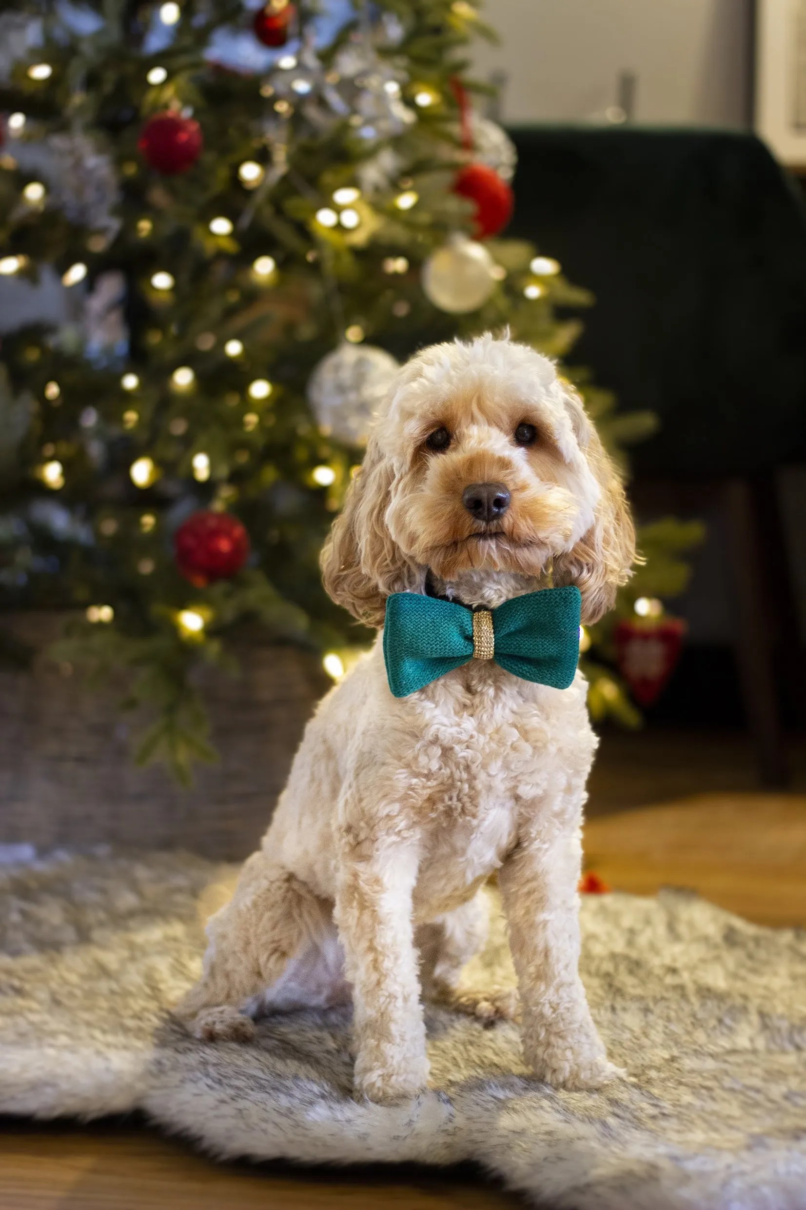 Knitted Christmas Dog Bow Tie Pets Plus Pet Shop Cork