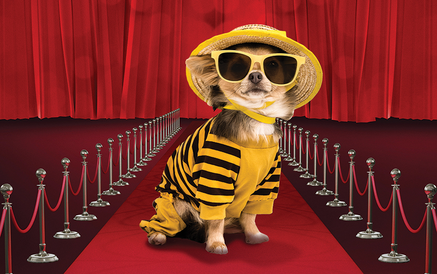 Plan a Pet Fashion Show and More ToDos for March