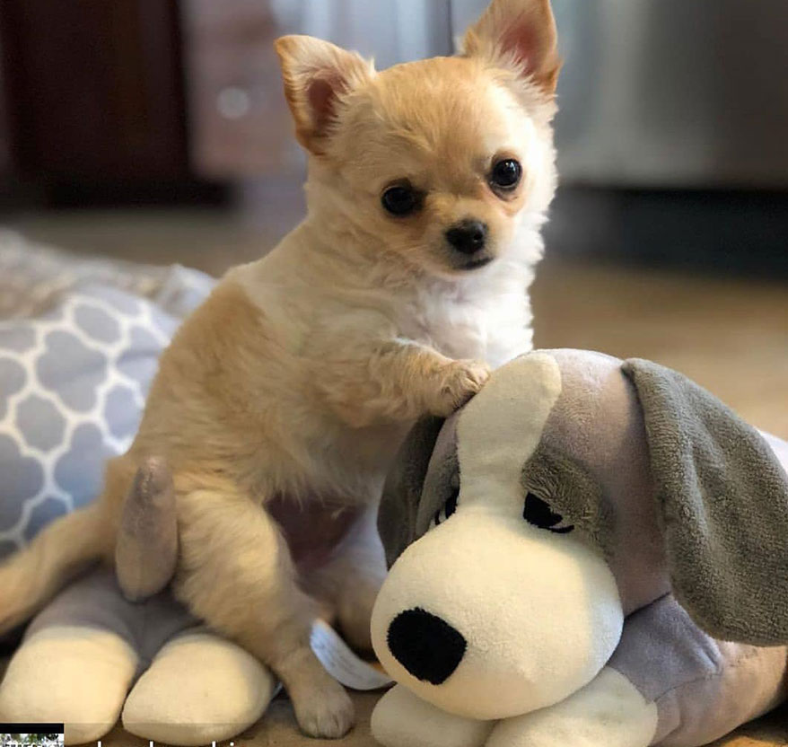 The Dog Pillow Company Launches Pillows Designed with Comfort in Mind