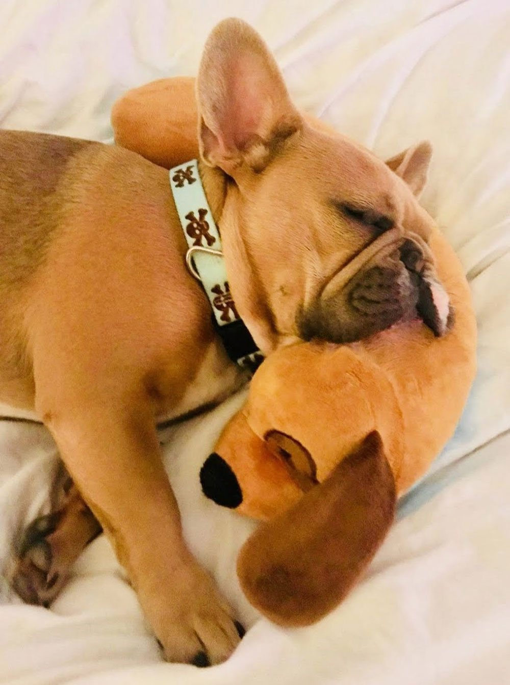 The Dog Pillow Company Launches Pillows Designed with Comfort in Mind