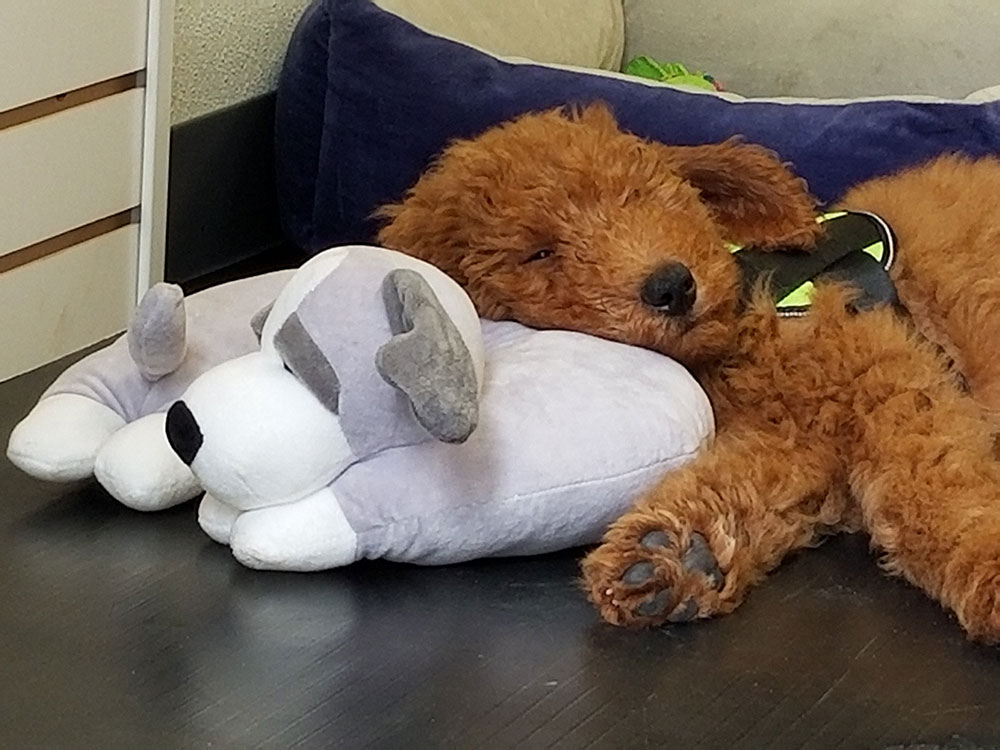 The Dog Pillow Company Launches Pillows Designed with Comfort in Mind