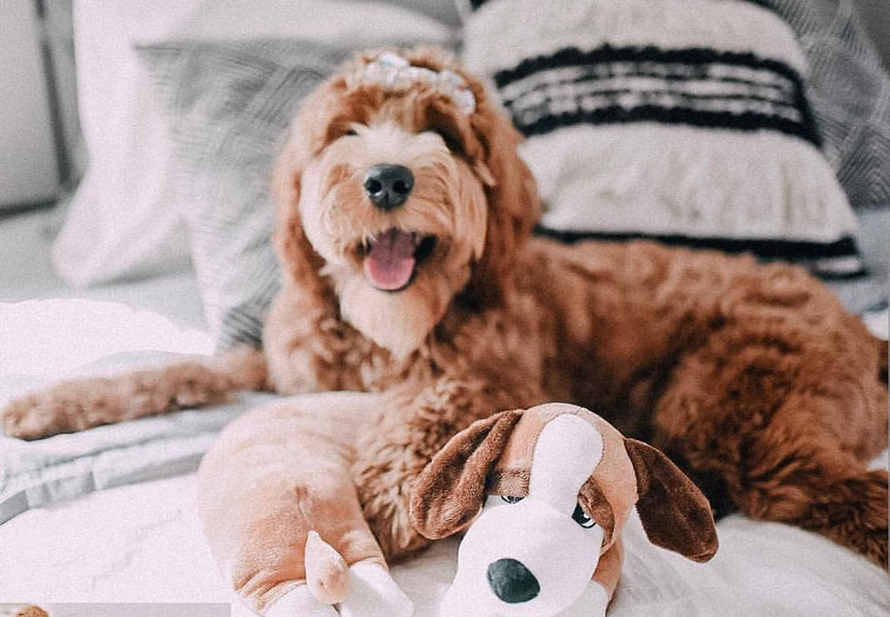 The Dog Pillow Company Launches Pillows Designed with Comfort in Mind