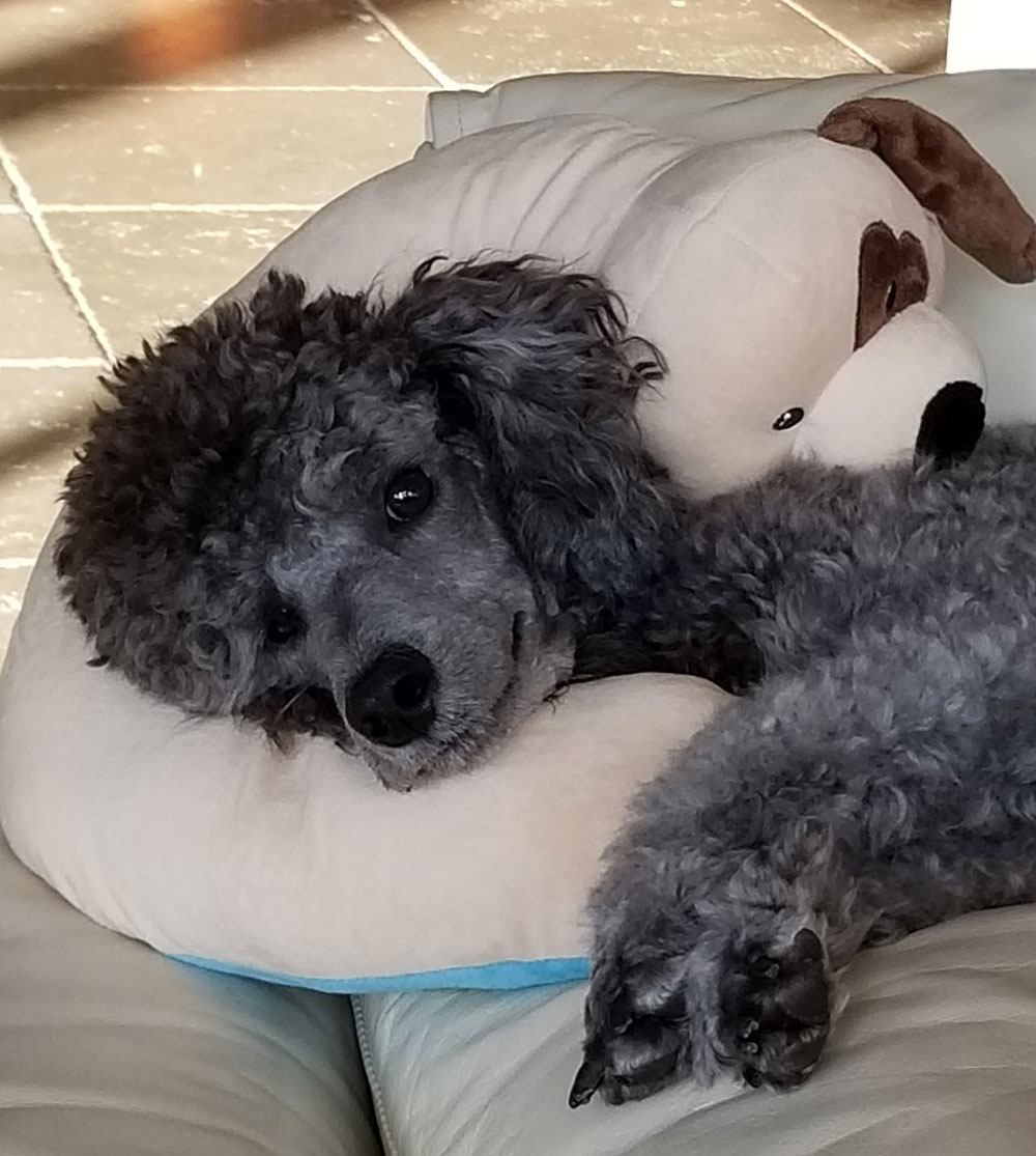 The Dog Pillow Company Launches Pillows Designed with Comfort in Mind