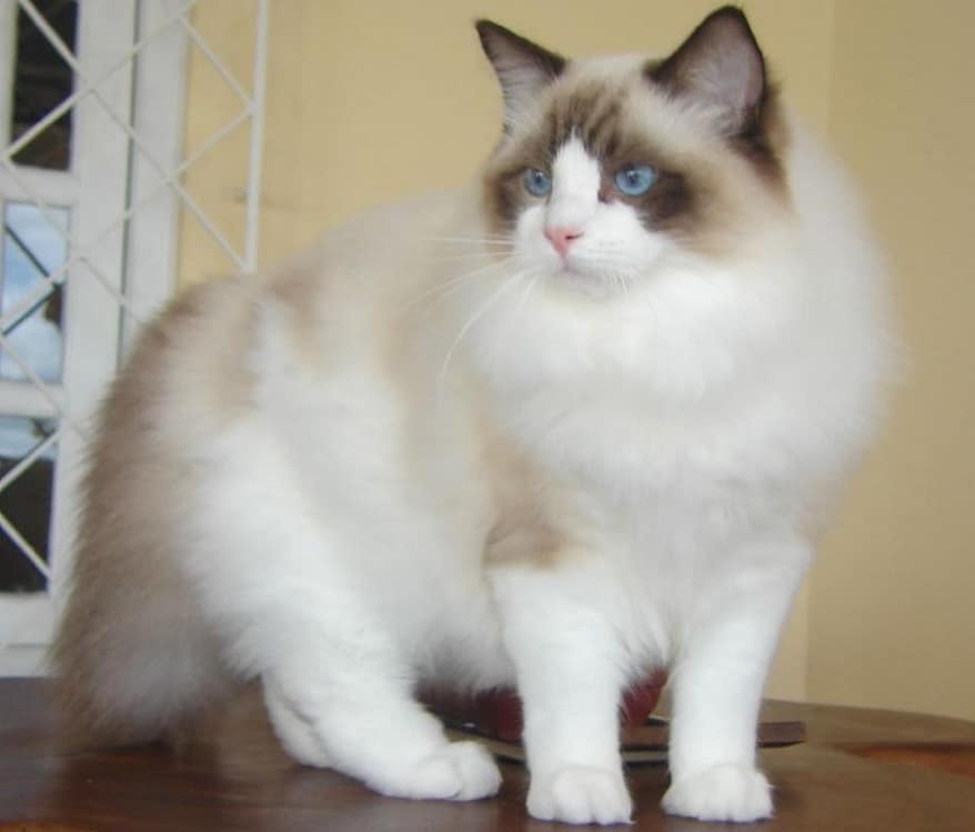 And the Most Popular Cat Breed of 2020 Was