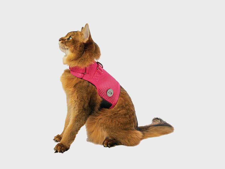 5 Products to Help Keep Dogs and Cats Stylish and Safe