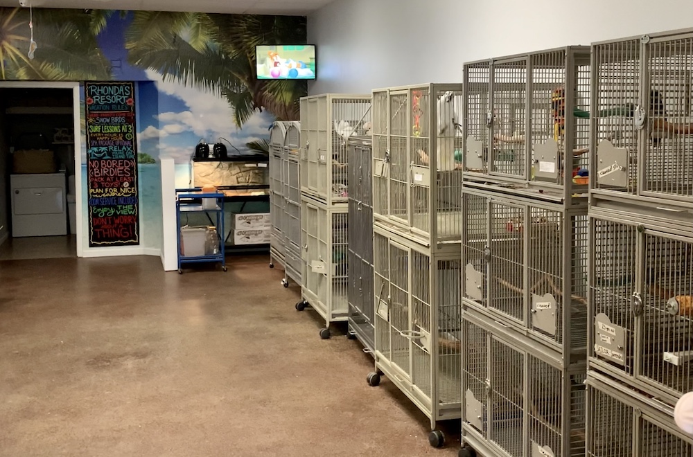 What to Consider Before Boarding Birds at Your Pet Business