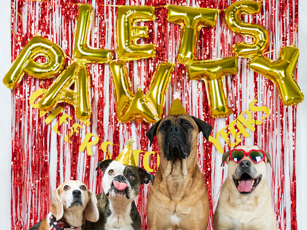 Dog Krazy Offers Virginia Pet Parents an Exceptional Customer