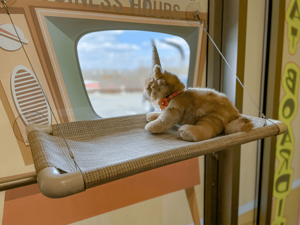 Dog Krazy Offers Virginia Pet Parents an Exceptional Customer