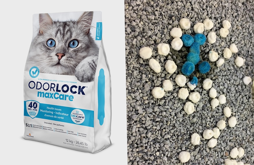 Intersand Introduces OdorLock maxCare