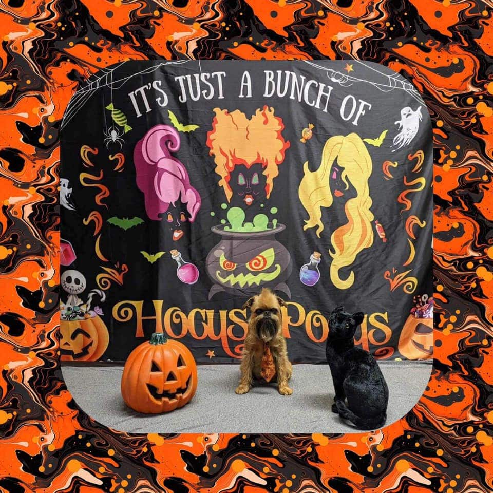 Football, Pumpkin Spice and Hocus Pocus Are Among the Ways Pet Stores Fall