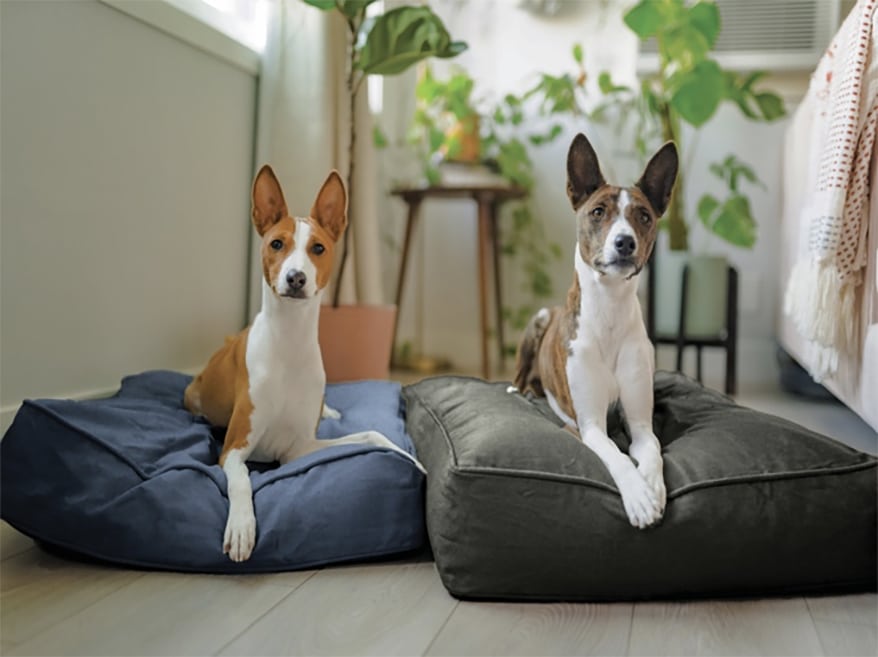 Molly Mutt Partners with Distributor Pet Food Experts