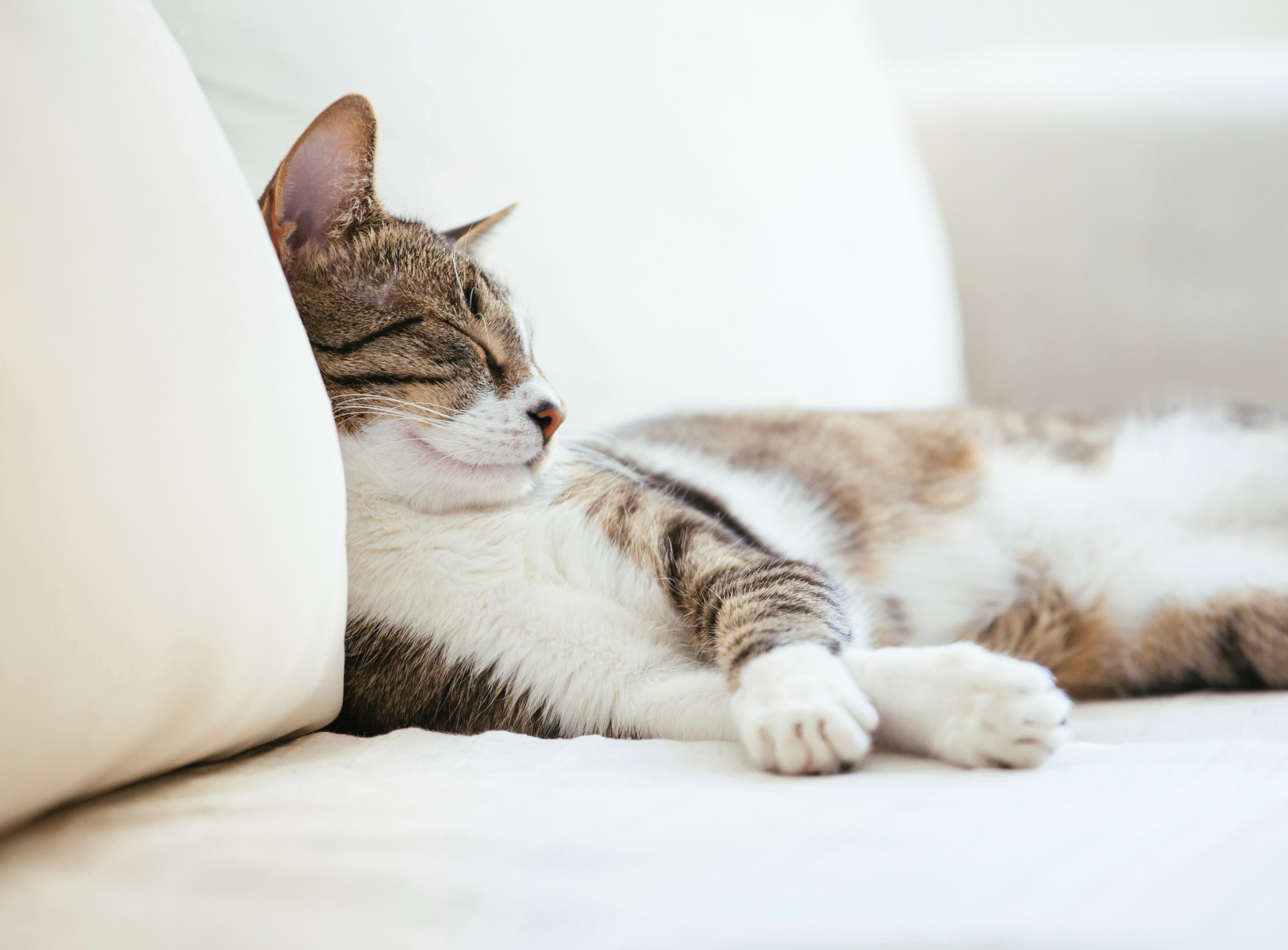Why do cats sleep so much?