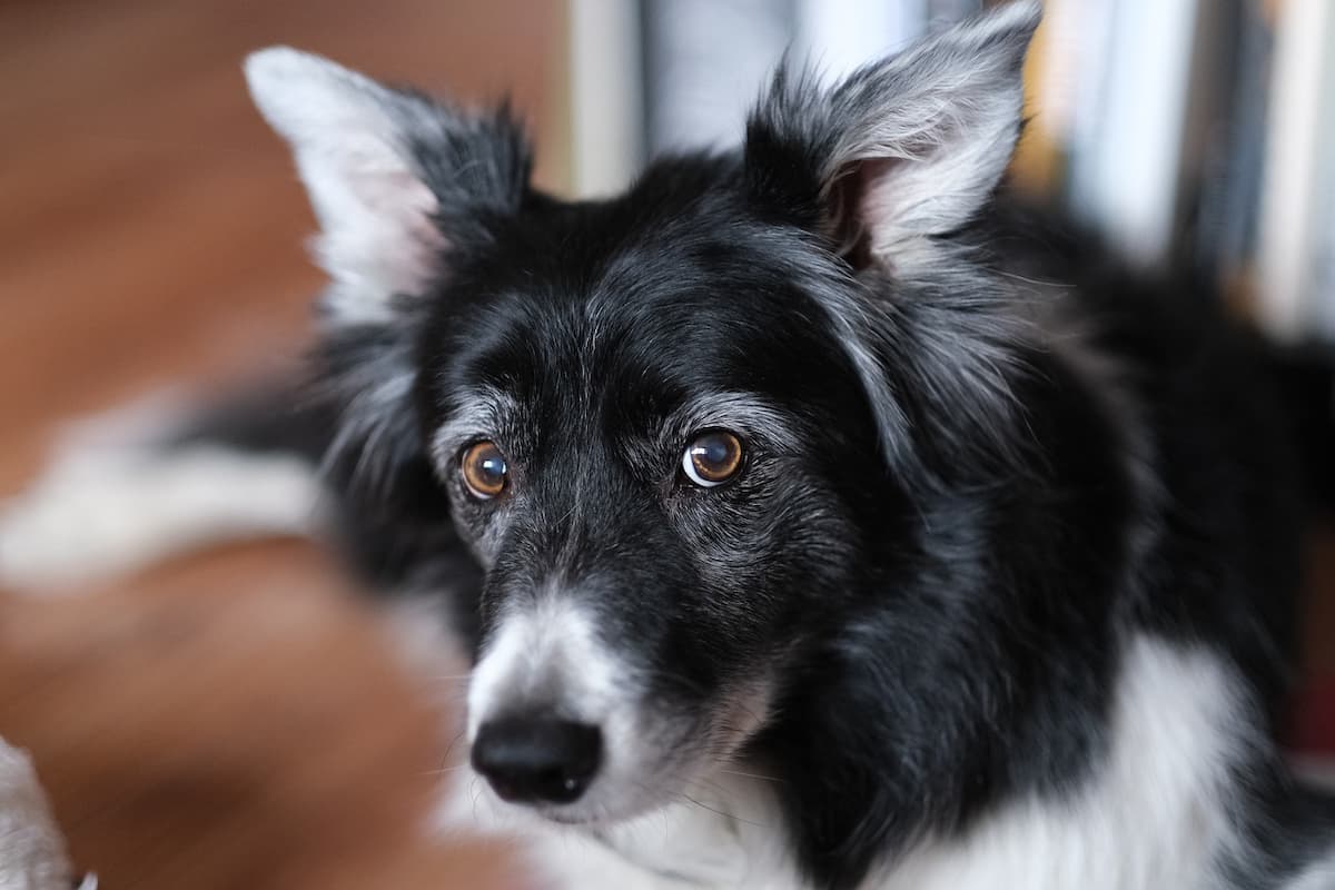 Do Border Collies Get Lonely? How To Help Your Border Collie Cope With