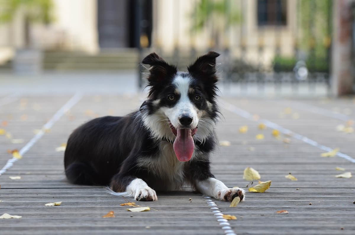Do Border Collies Need Another Dog? Answered PetSpre
