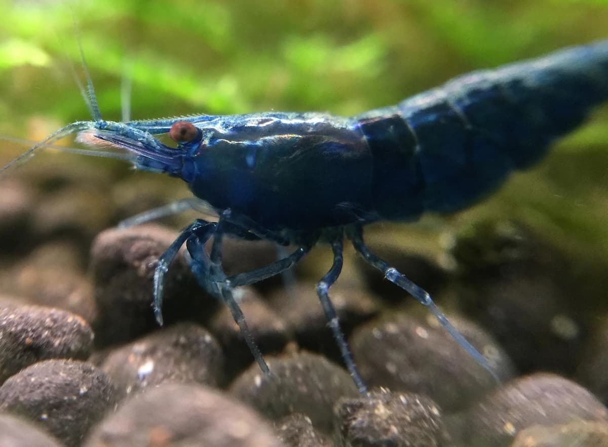 Blue Diamond Vs Blue Dream Shrimp What’s The Difference? PetSpre